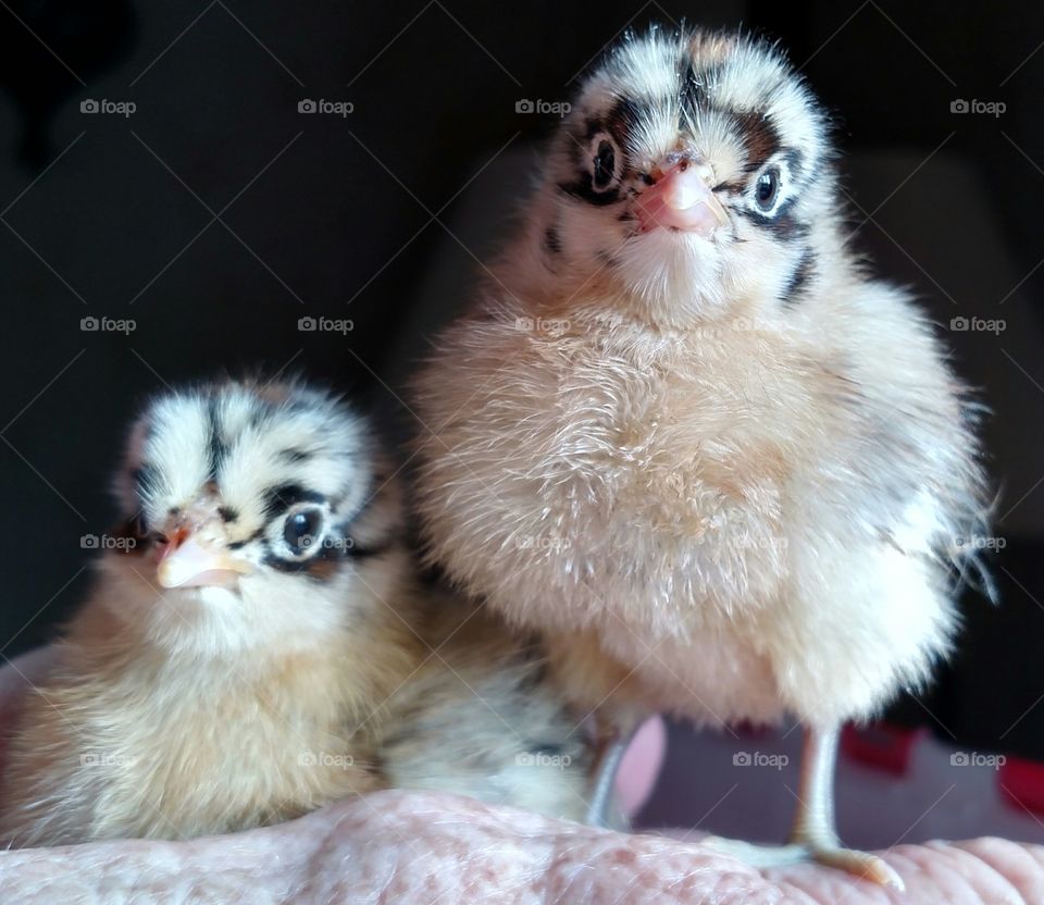 Close-up of baby chickens