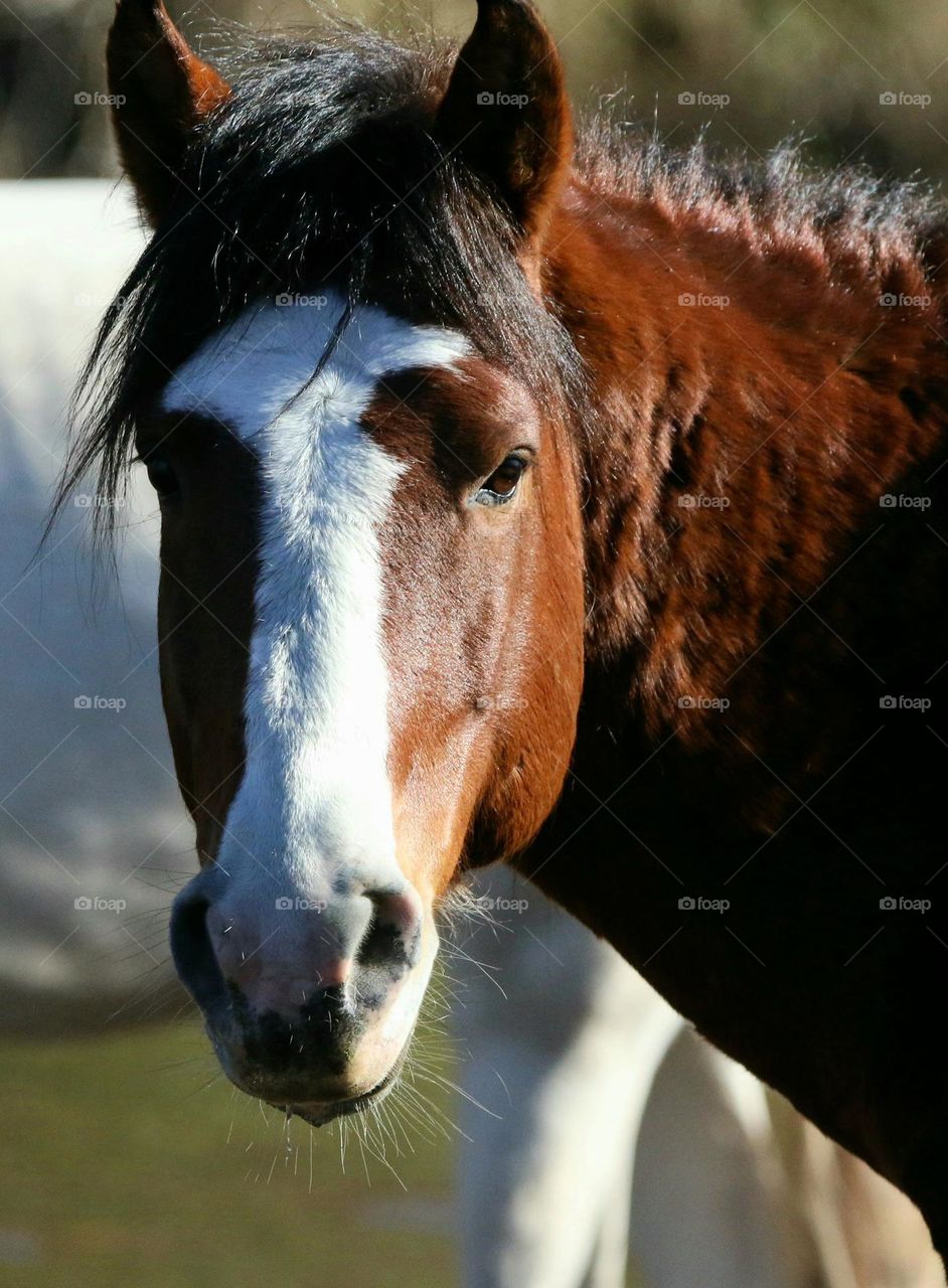 Portrait of a Wild Horse