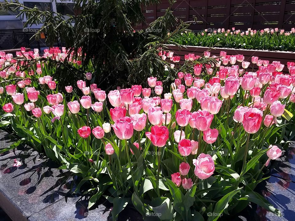 pink tulips