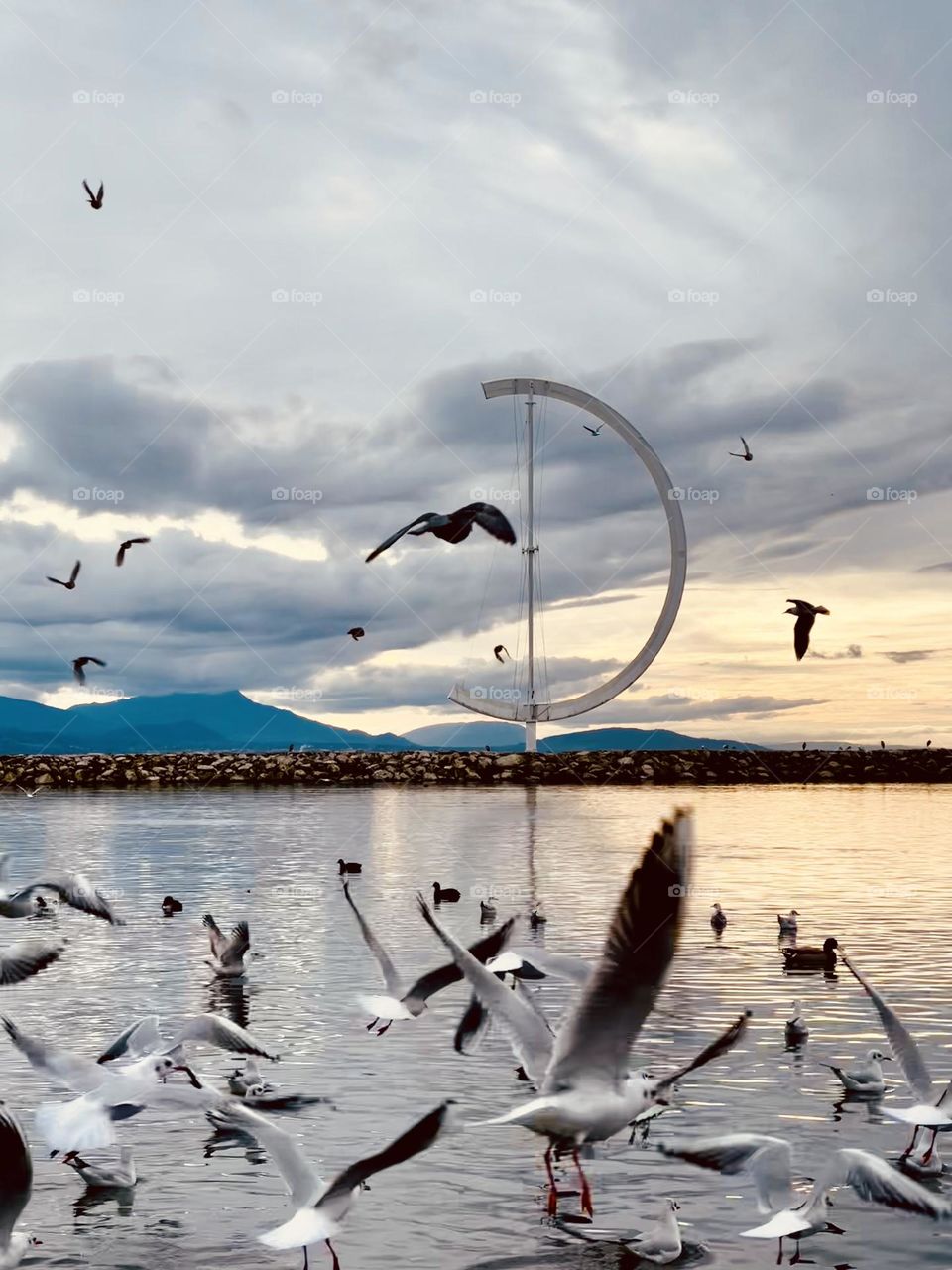 Lake seagulls and other birds flying over Leman lake in Lausanne, Ouchy, Switzerland 