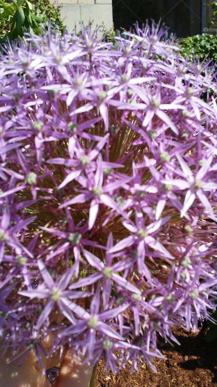 spring. color. shape