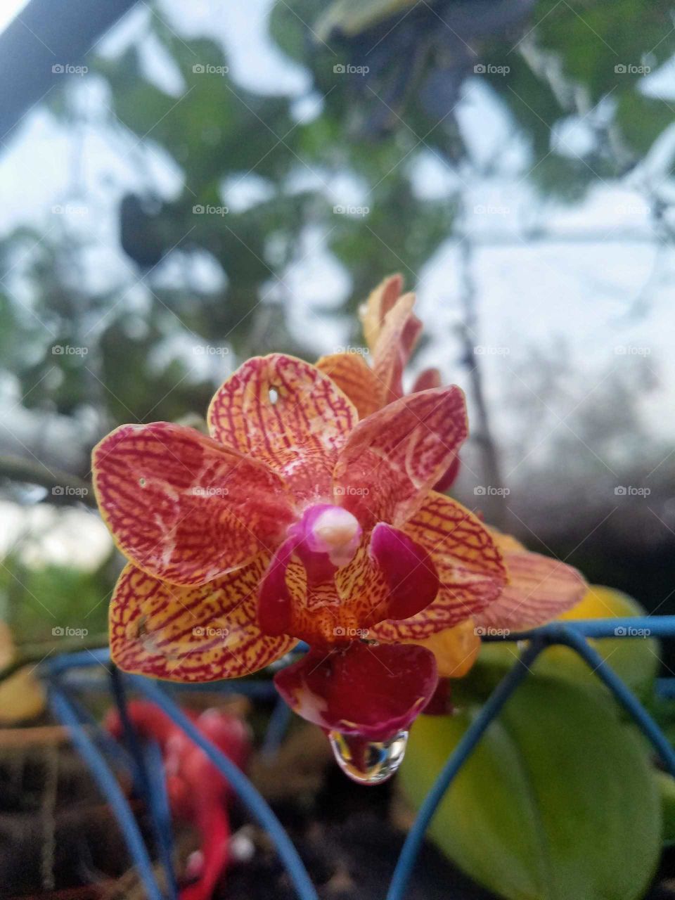 exotic Orchid