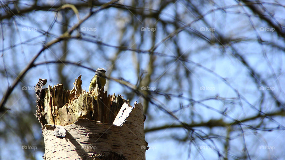 bird on a broken tree