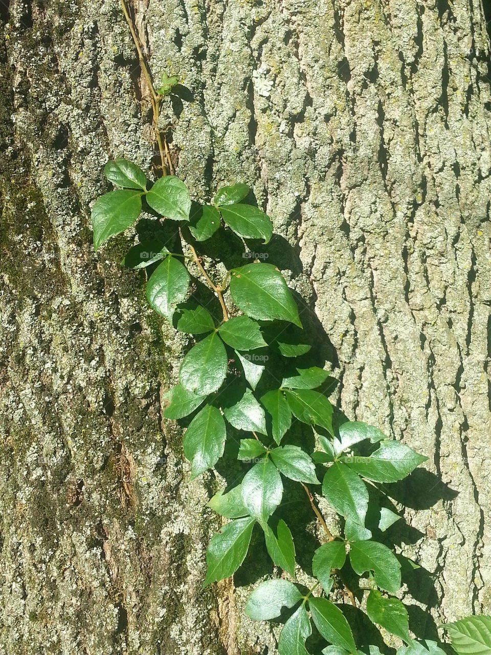Poison ivy vine