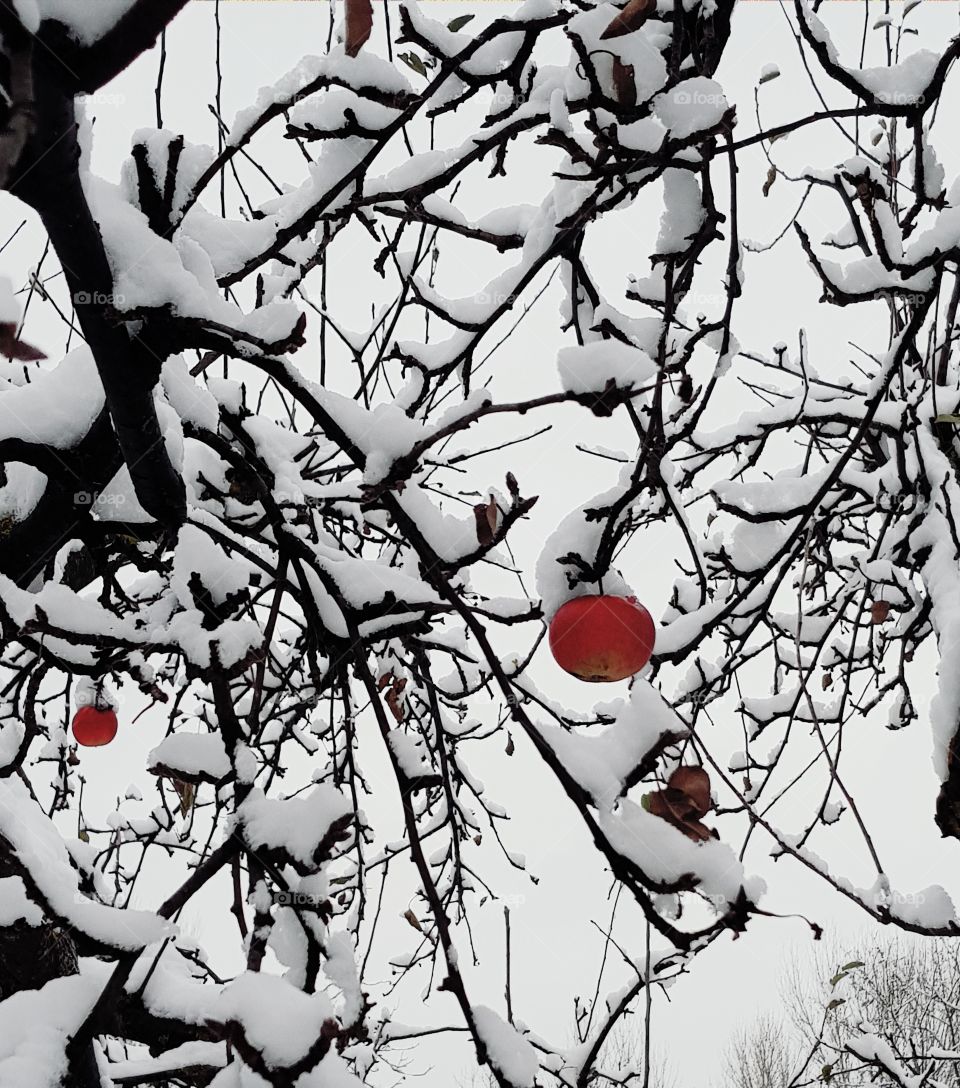 apples under snow