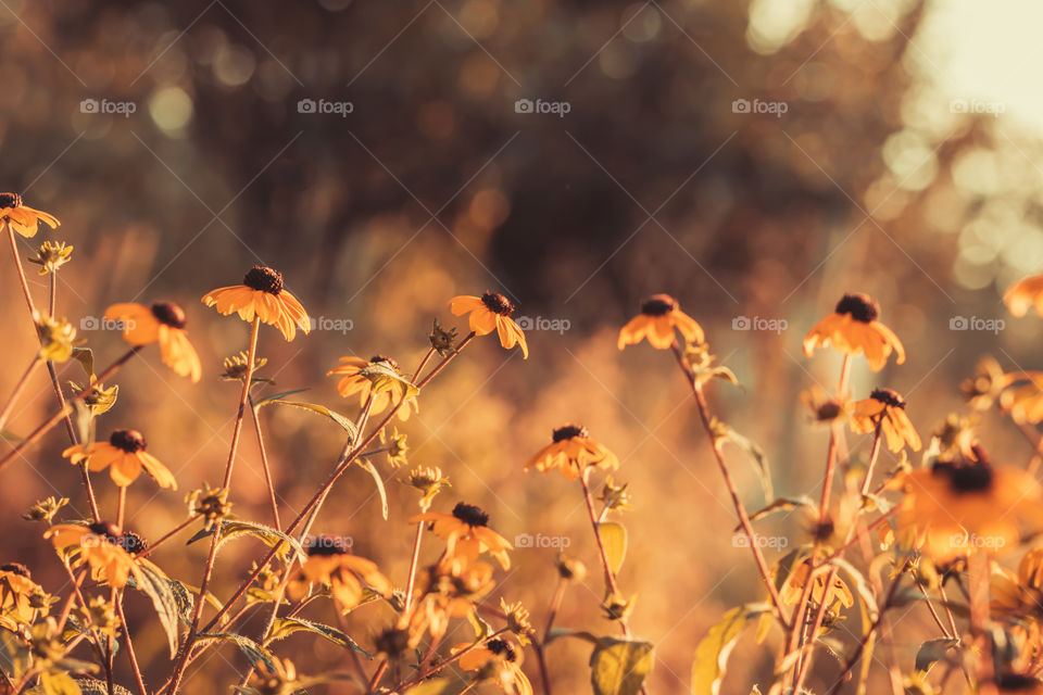 Selective focus to wild flowers in autumnal colours on blurred background.