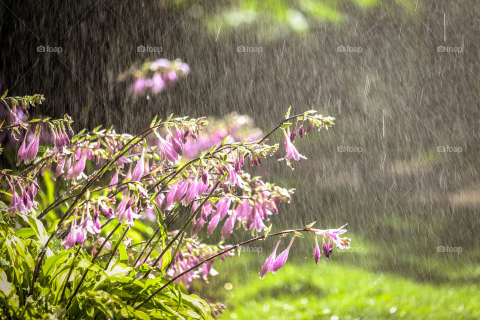 Summer rain