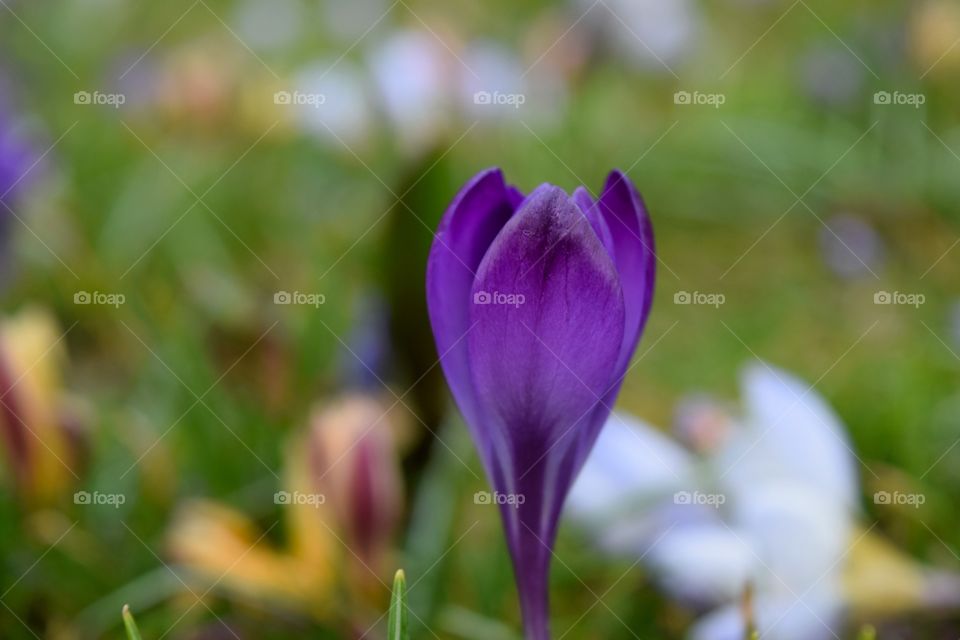 Blossom of purple flower