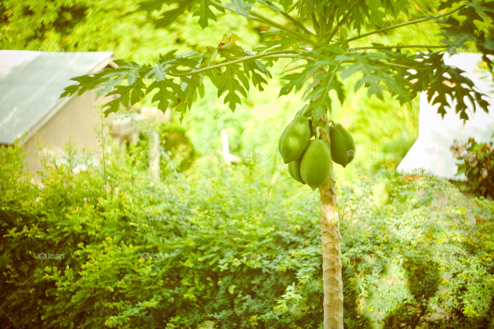 papaya tree in tanzania