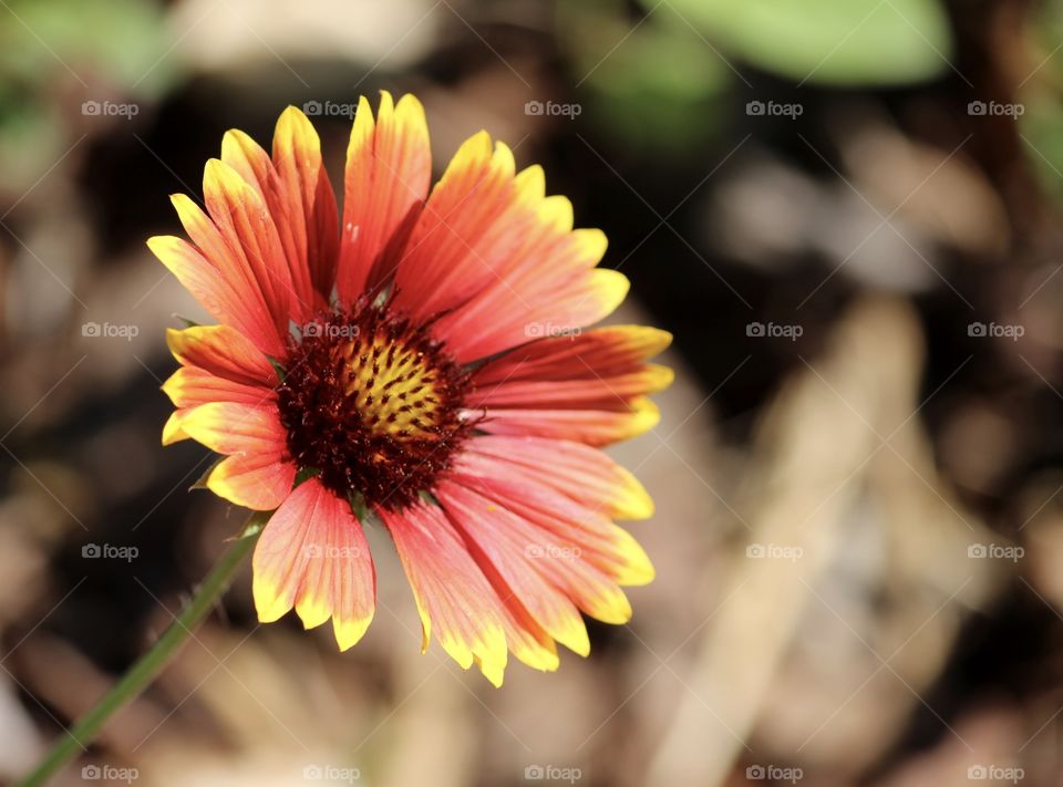 Indian Paintbrush 