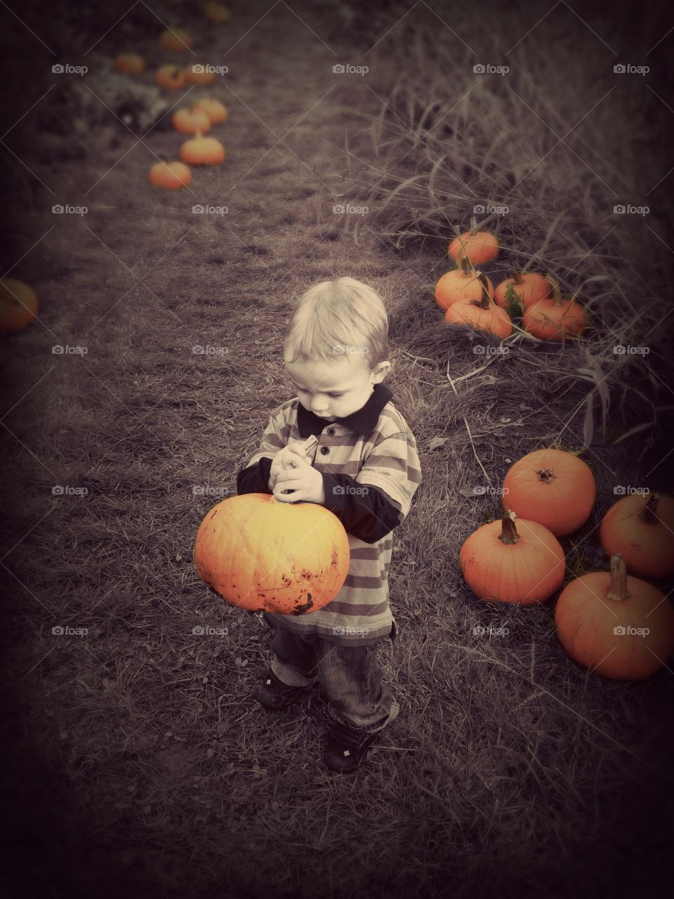 Pumpkin harvesting
