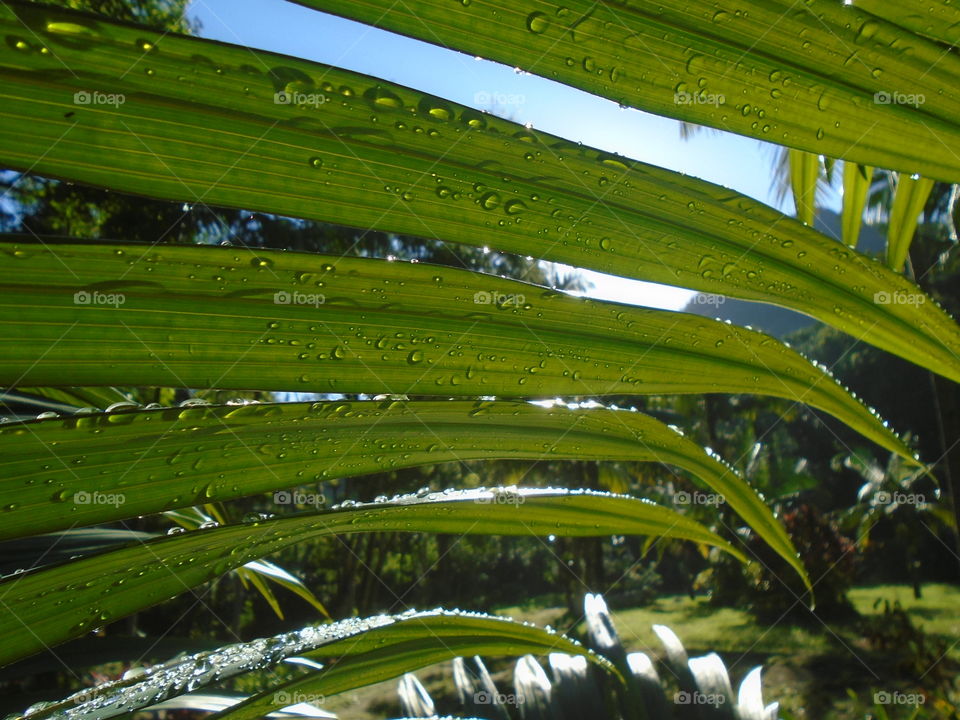 PLANT, GARDEN, LEAVES, FLOWERS, ENVIRONMENT.