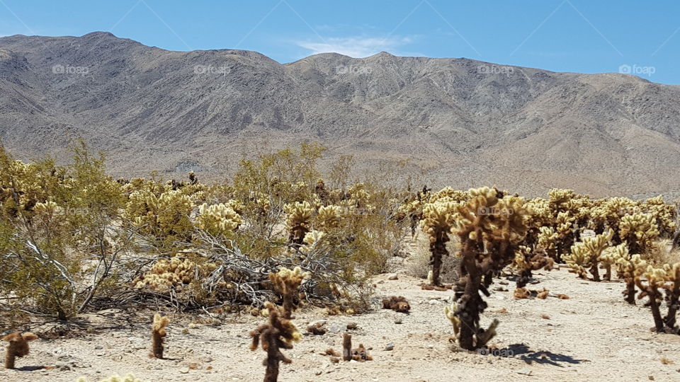 Cholla growth