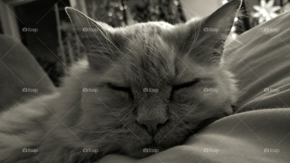 Black and white sleepy cat