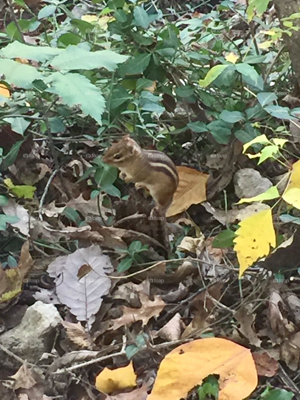 Perched Chipmunk