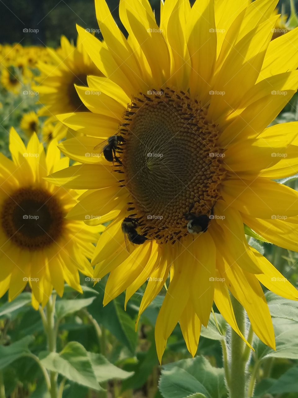Sunflowers on the roadside