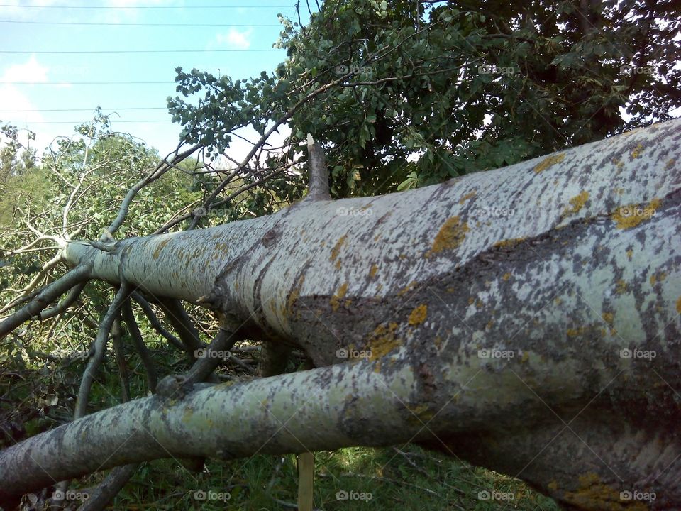 fallen tree