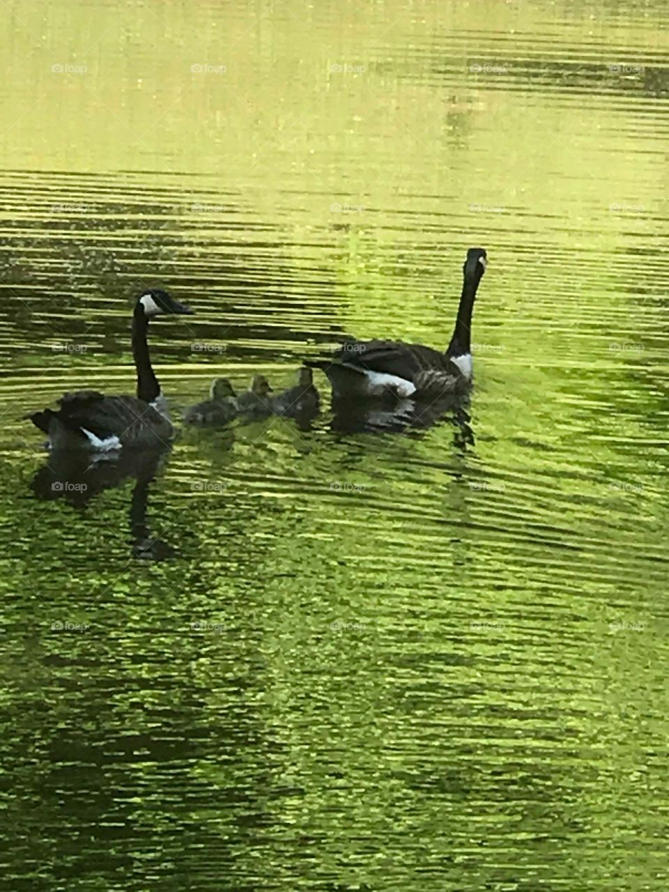 Geese swimming with goslings in sunlit pond