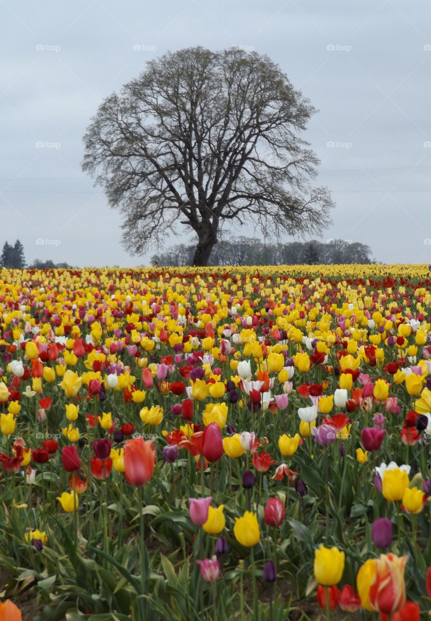 Tulip field
