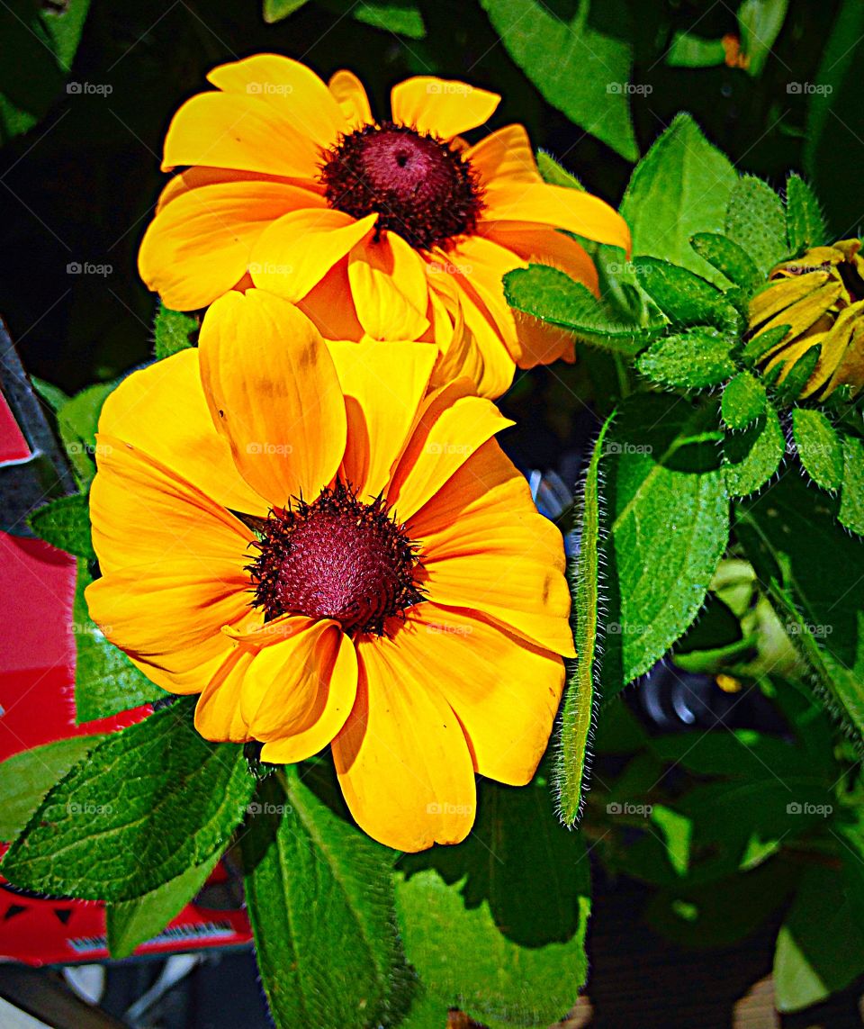 Yellow flowers