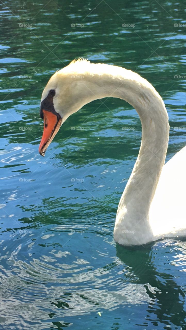 Swan