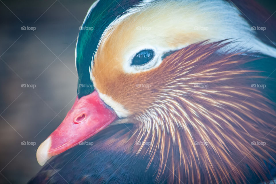 Water Fowl Portrait