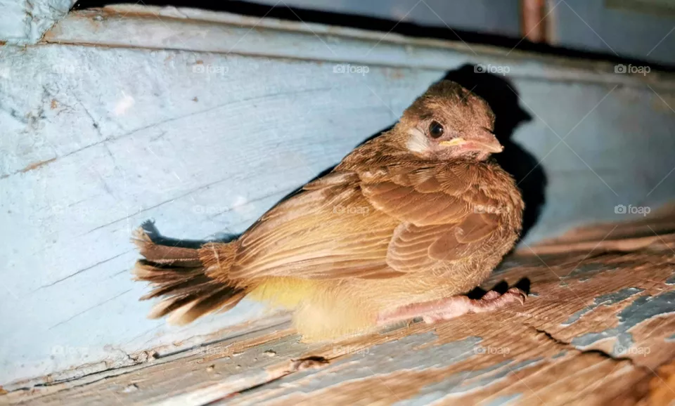 a bird in night