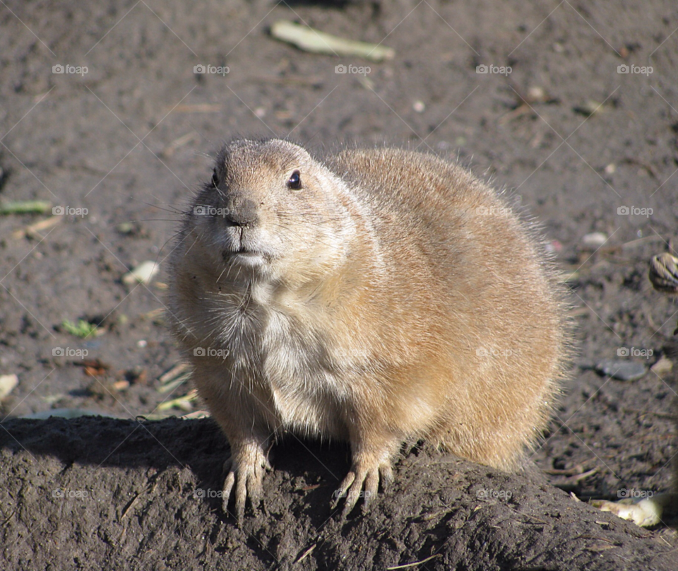 animal cute rodent prairie by KathOnEarth