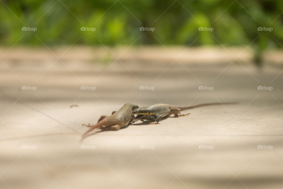 one lizard opening it's mouth trying to bite the other lizard