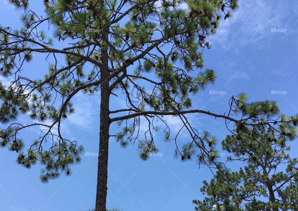 Summer pine trees