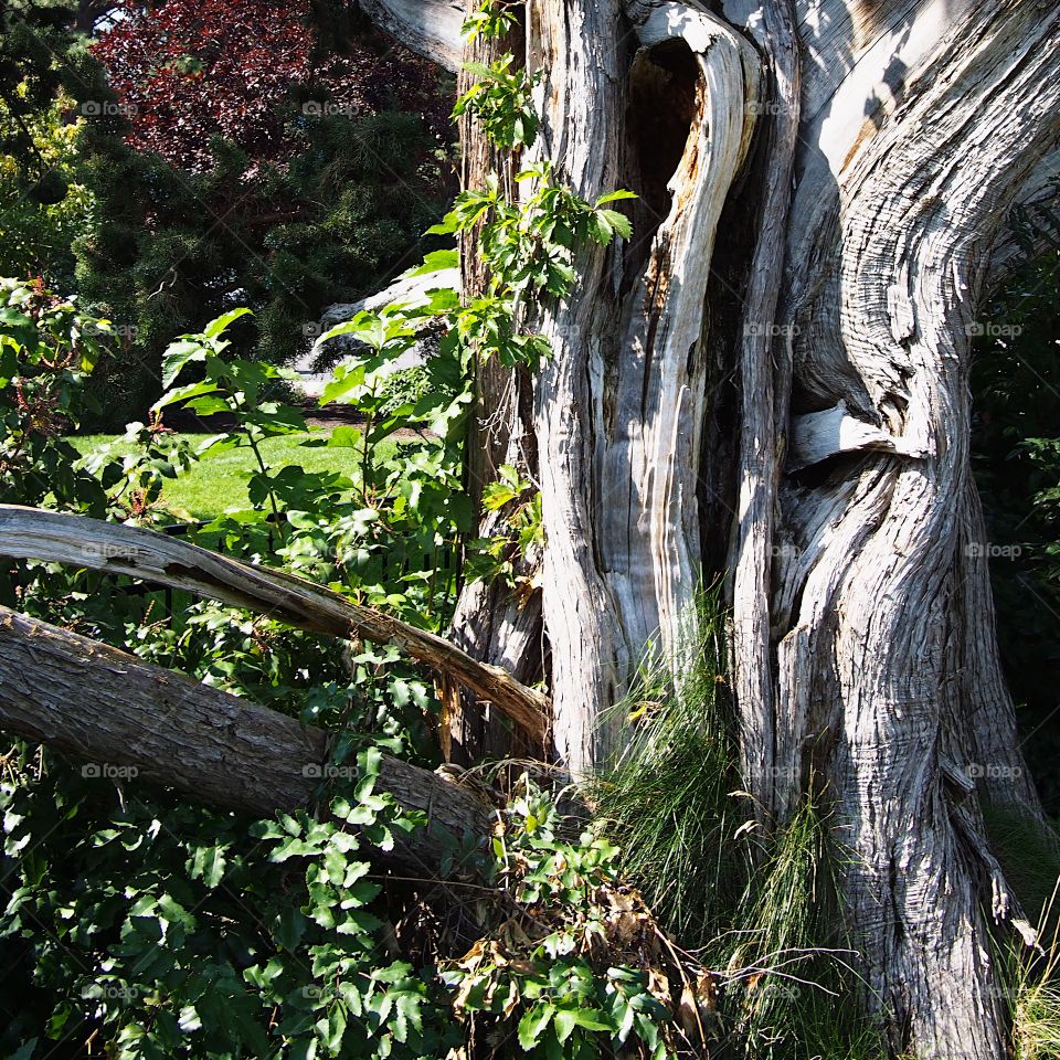 A beautiful large old tree with lots of green foliage at Ponderosa Park in Bend in Central Oregon on a sunny summer morning 