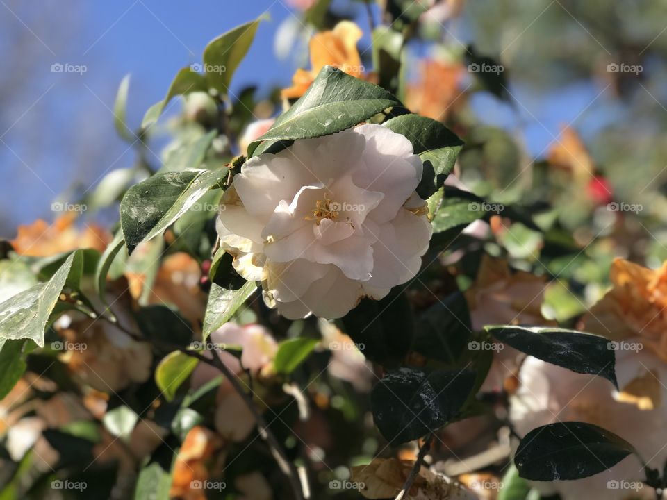 Fresh flowers at the garden 