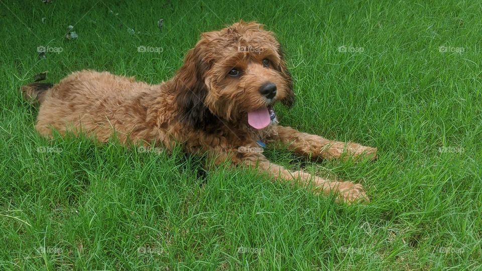 I love the grass 🐾