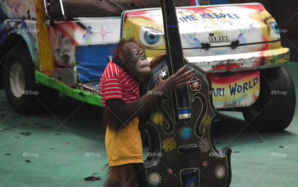 Orangutan monkey playing contra bass at safari world
