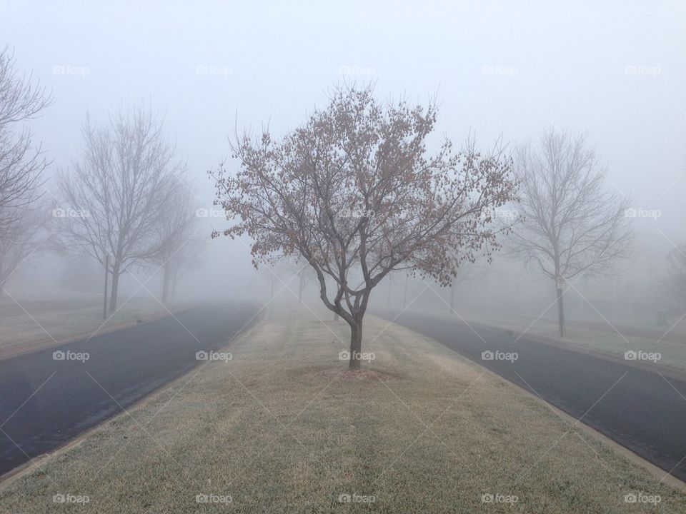 Single tree on a foggy day.