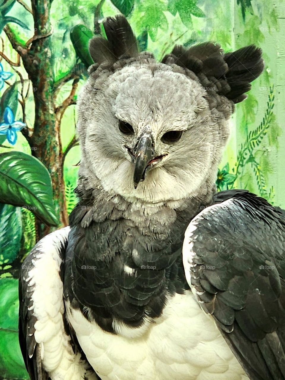 A Harpy Eagle is a massive and endangered raptor, this one is part of a breeding and rehabilitation program