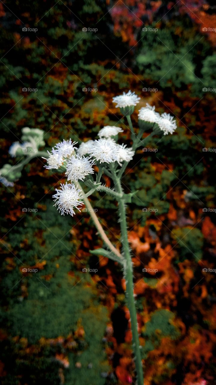 Awesome white flower in spring...🌼