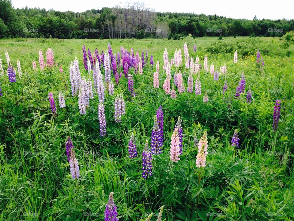 Wild Lupines