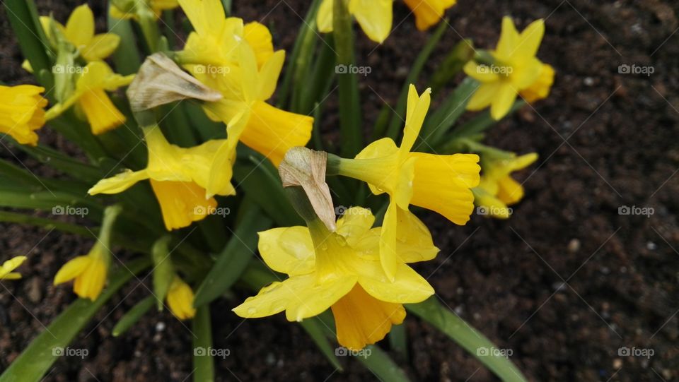 yellow spring narcissus