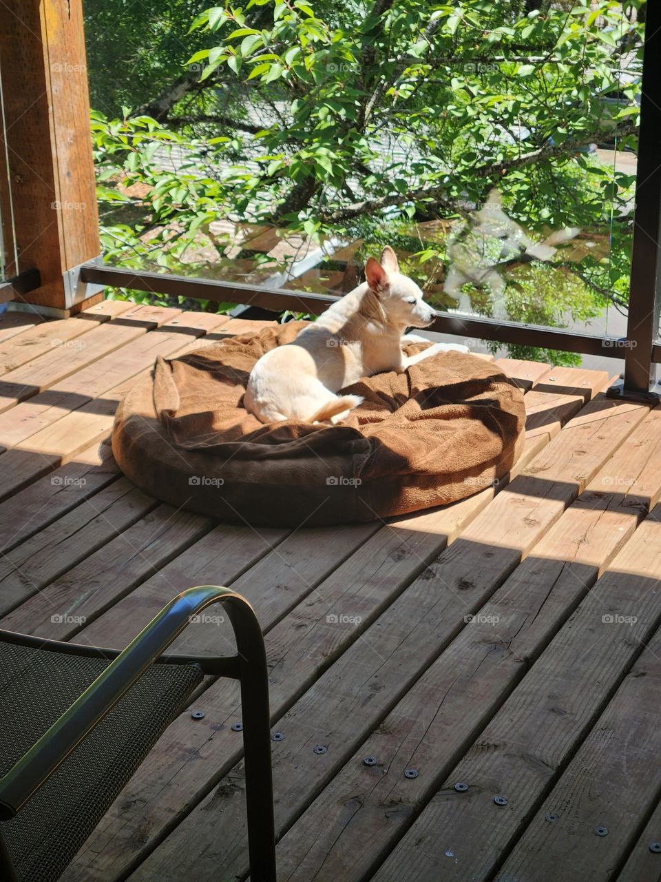 small dog enjoying the sunshine and his own reflection on wood and glass deck