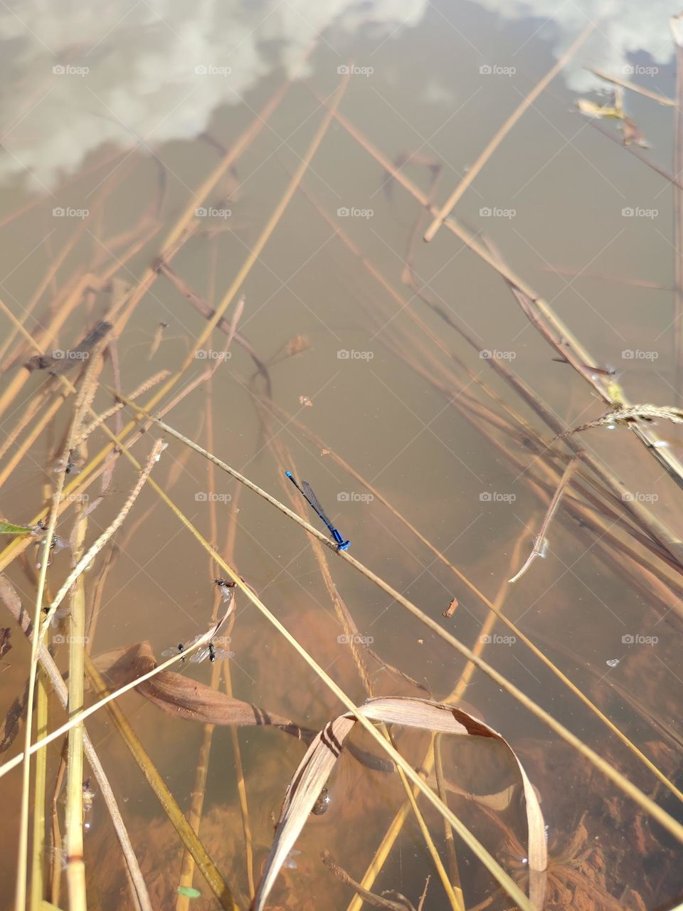 Blue Dragonfly on the river