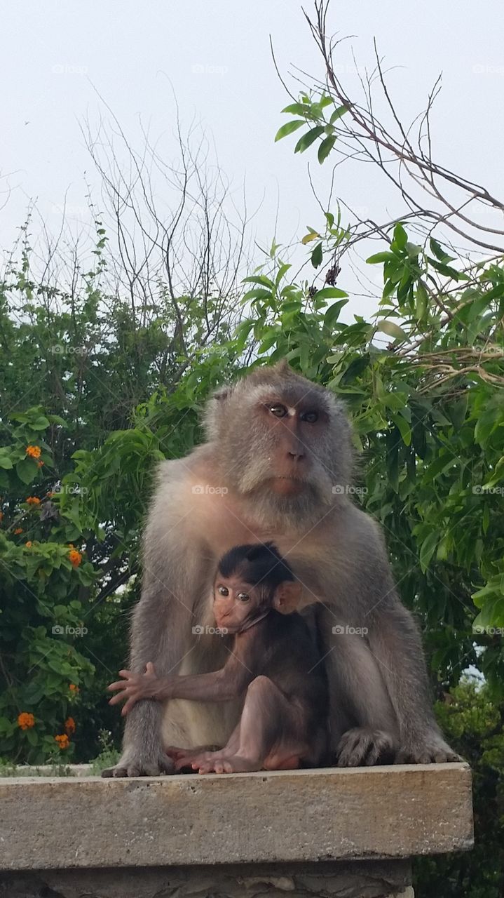 Monkey Thailand baby 