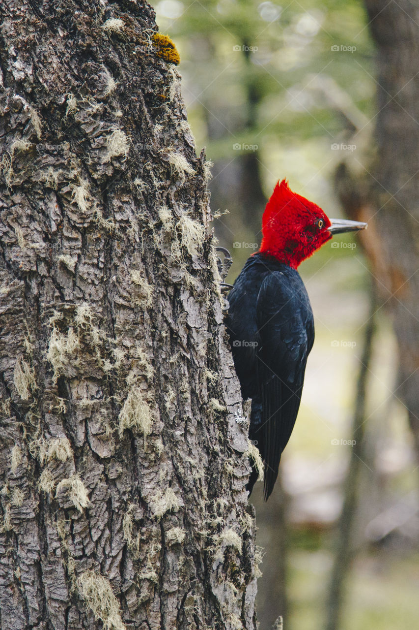 Woodpecker 