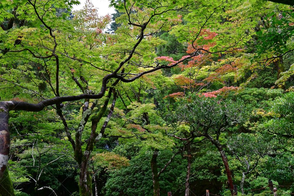 Fall foliage