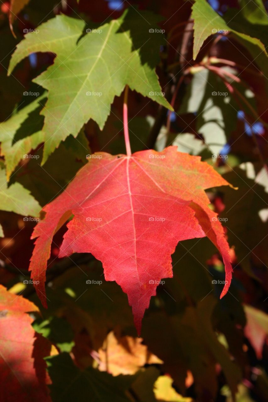 Close-up of autumn leaf