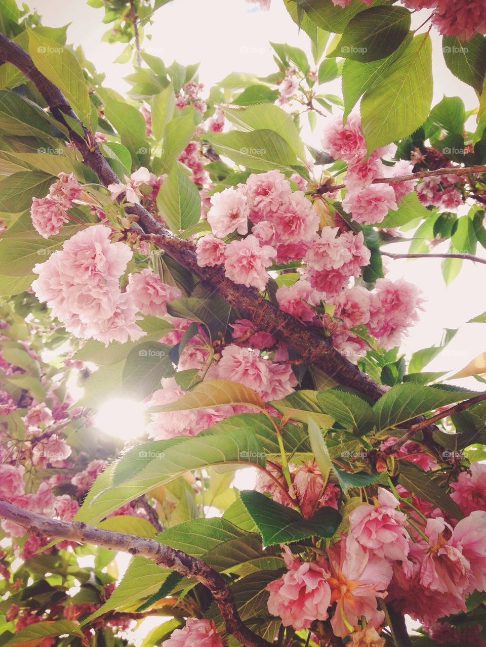 Blooming Tree