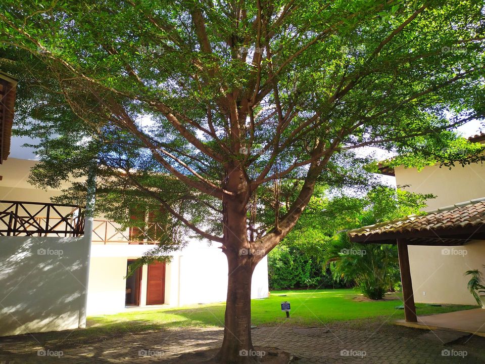 beautiful tree in the condominium