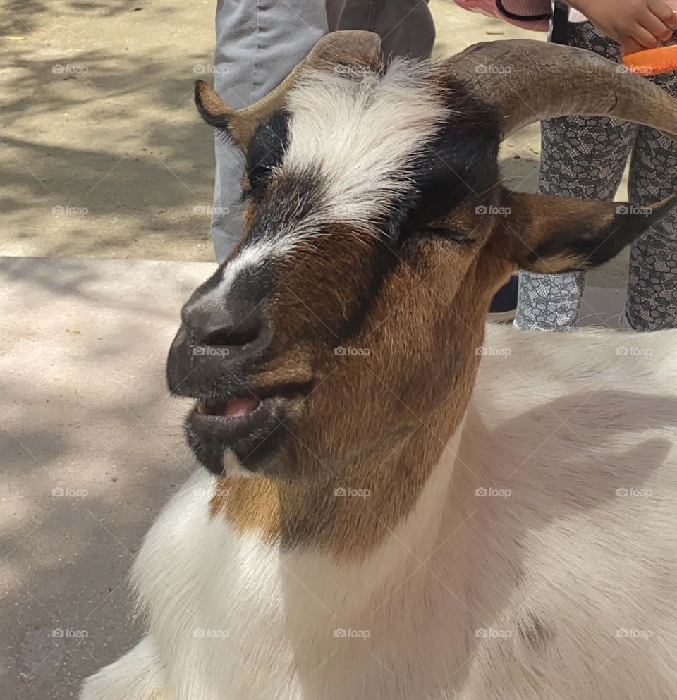 A happy goat
