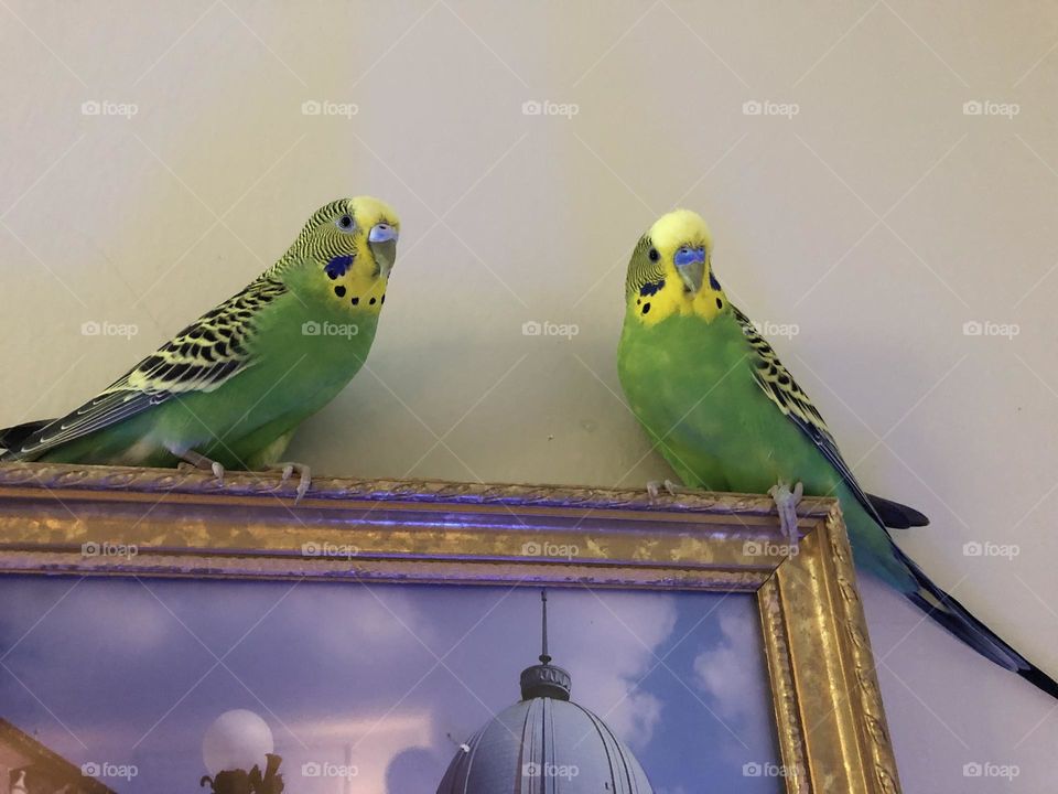 Kiwi and Coco family pets / Playful birdies 🌿