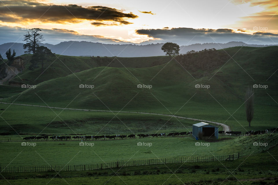 NZ dairy farm. Dairy cows filing into pasture after early morning milking